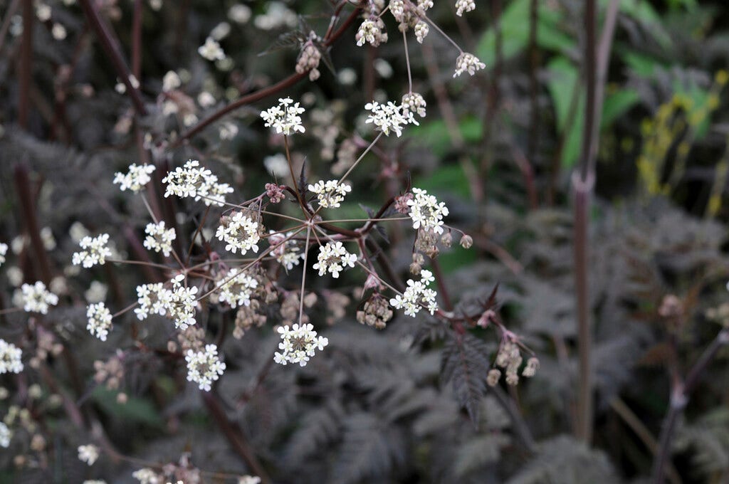 Fluitenkruid (Anthriscus sylvestris 'Ravenswing')