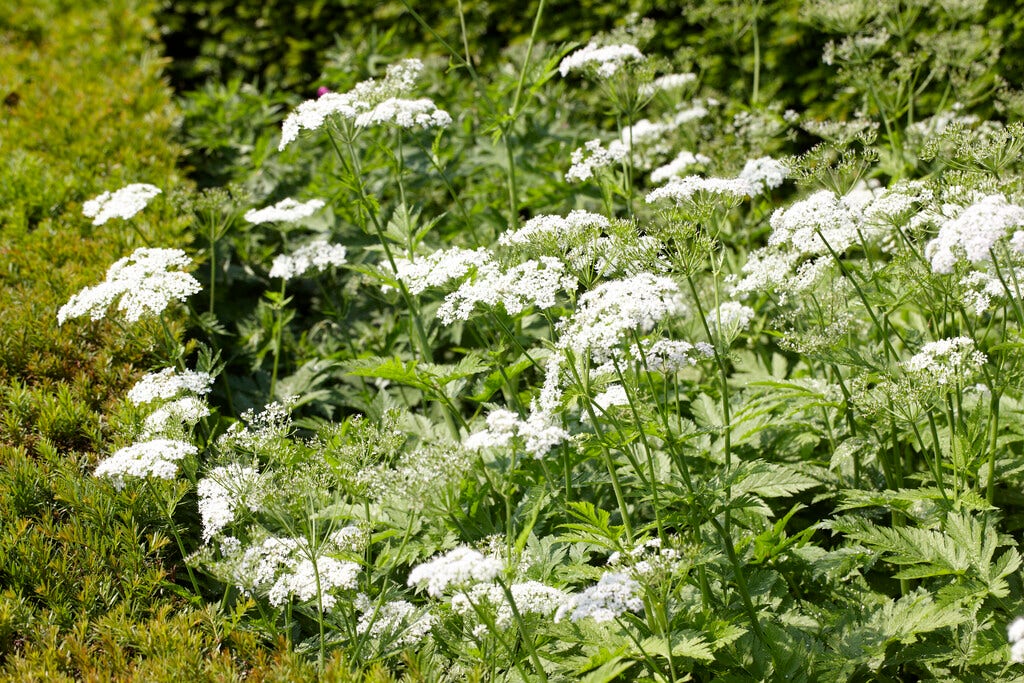 Fluitenkruid (Anthriscus sylvestris)