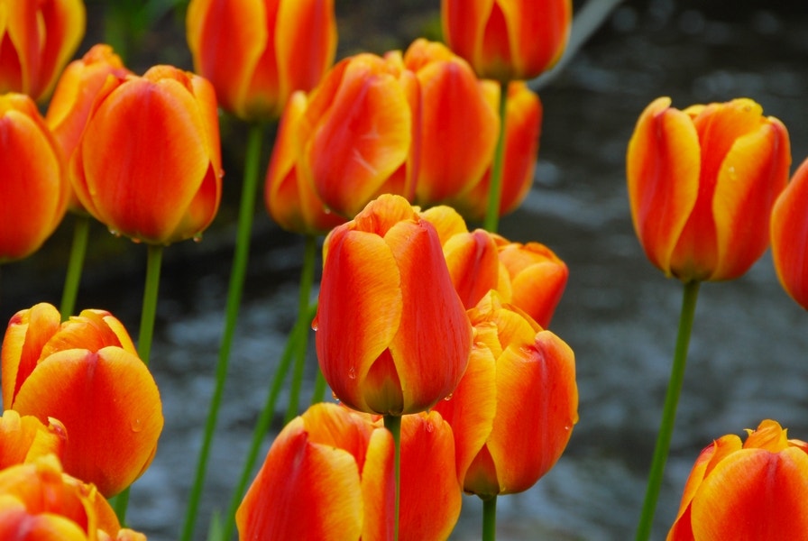 Tulp (Tulipa 'Apeldoorn Elite')