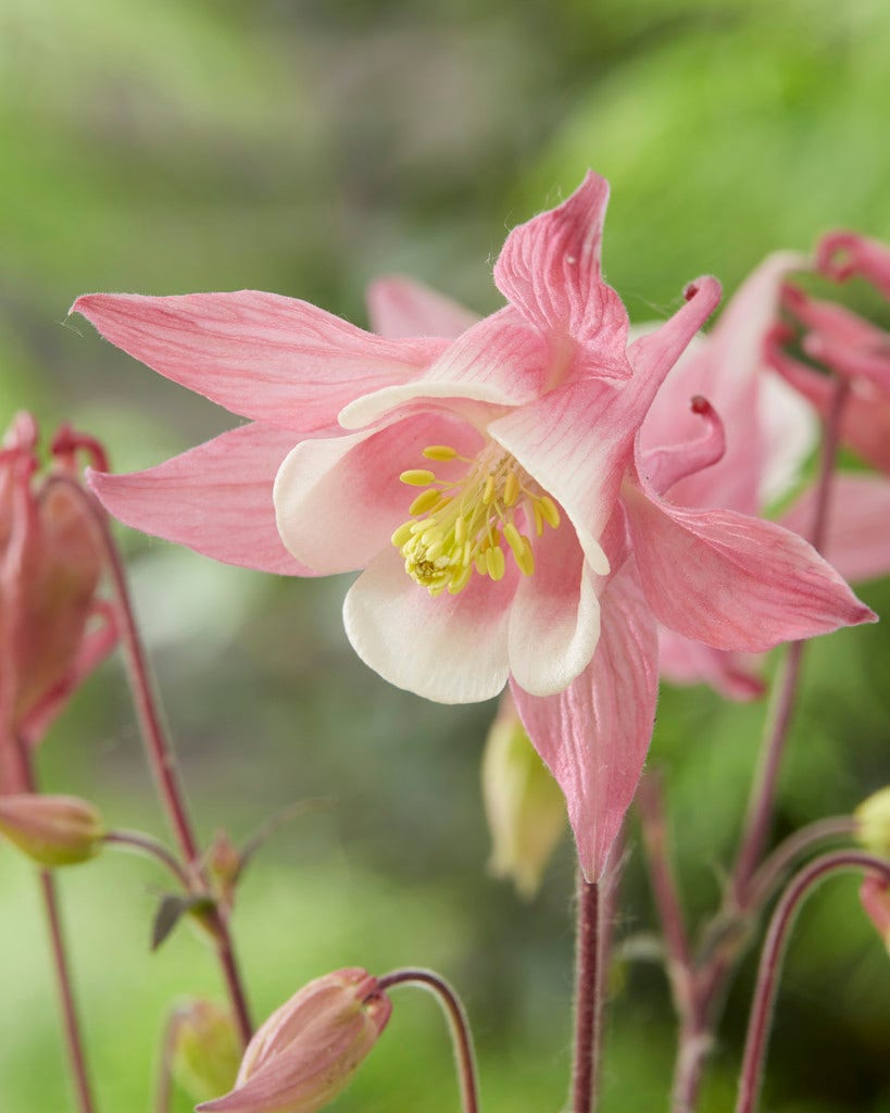 Akelei (Aquilegia 'Biedermeier')