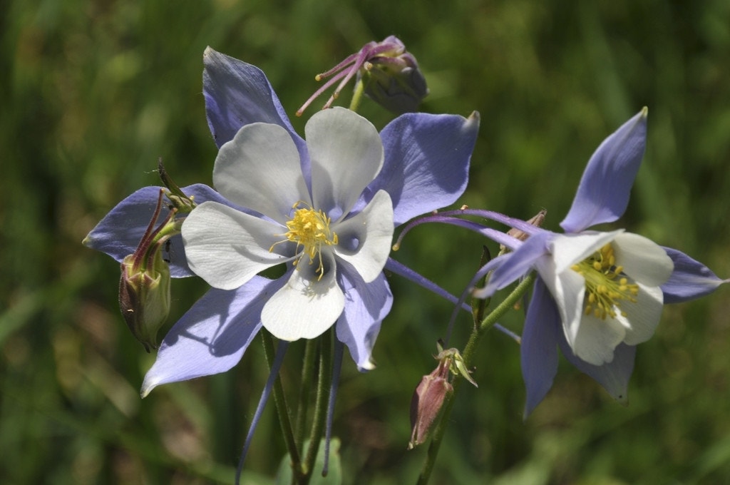 Akelei (Aquilegia caerulea)