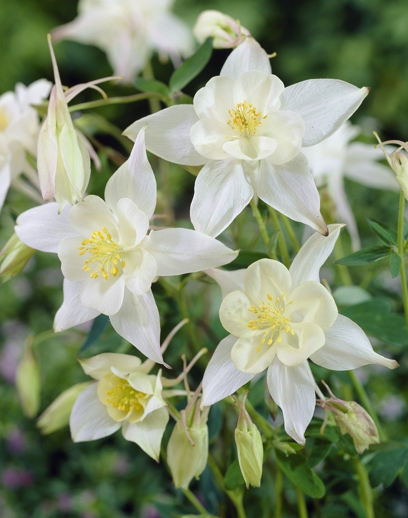 Akelei (Aquilegia 'Silver Queen')