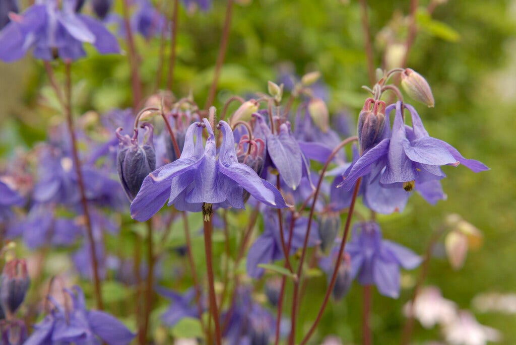 Akelei (Aquilegia vulgaris)