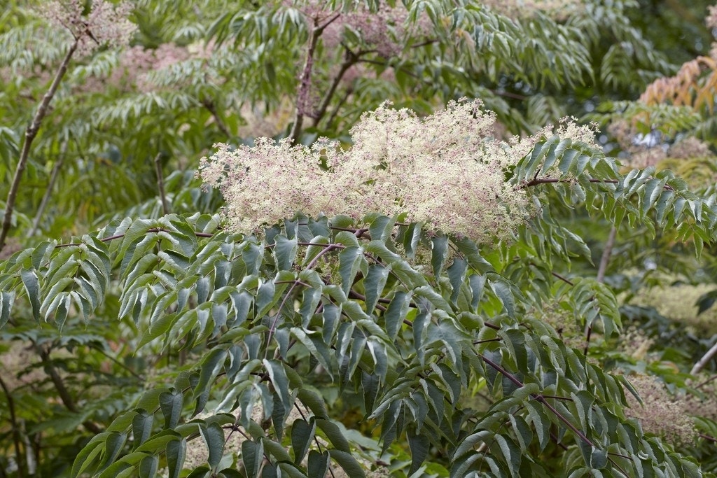 Duivelswandelstok (Aralia elata)