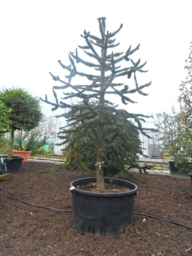 Apeboom (Araucaria araucana)