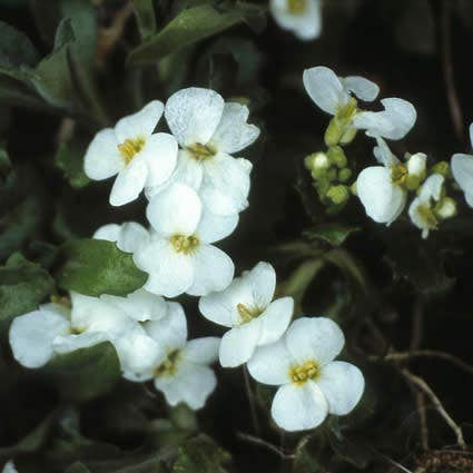 Rijstebrij randjesbloem (Arabis caucasica)