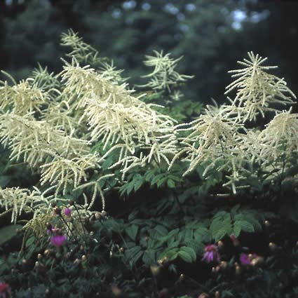 Geitebaard (Aruncus dioicus)