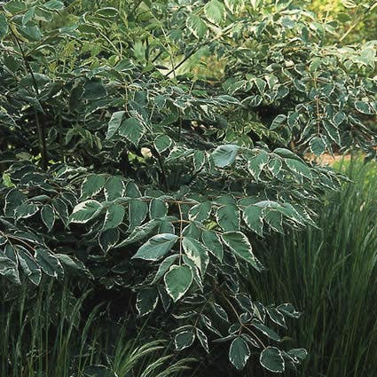 Duivelswandelstok (Aralia elata 'Silver Umbrella')