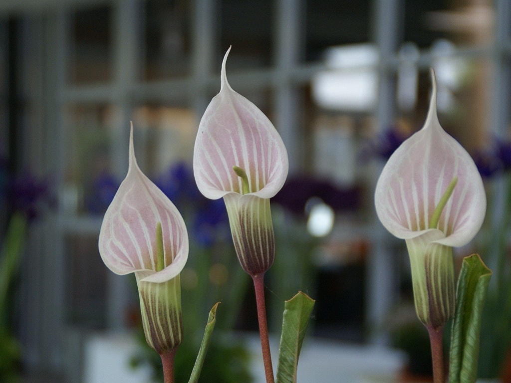 Japanse cobraleliie (Arisaema candidissimum)