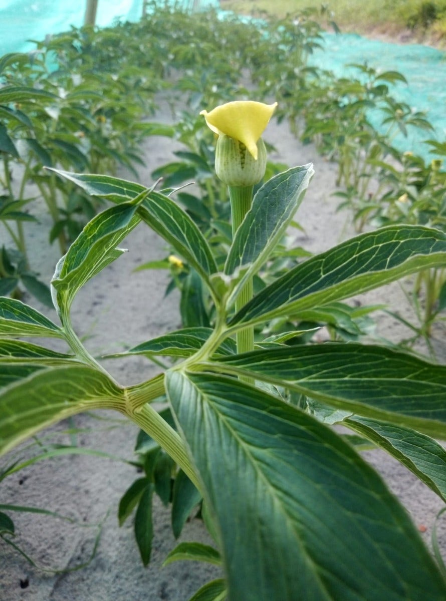 Cobralelie (Arisaema flavum)