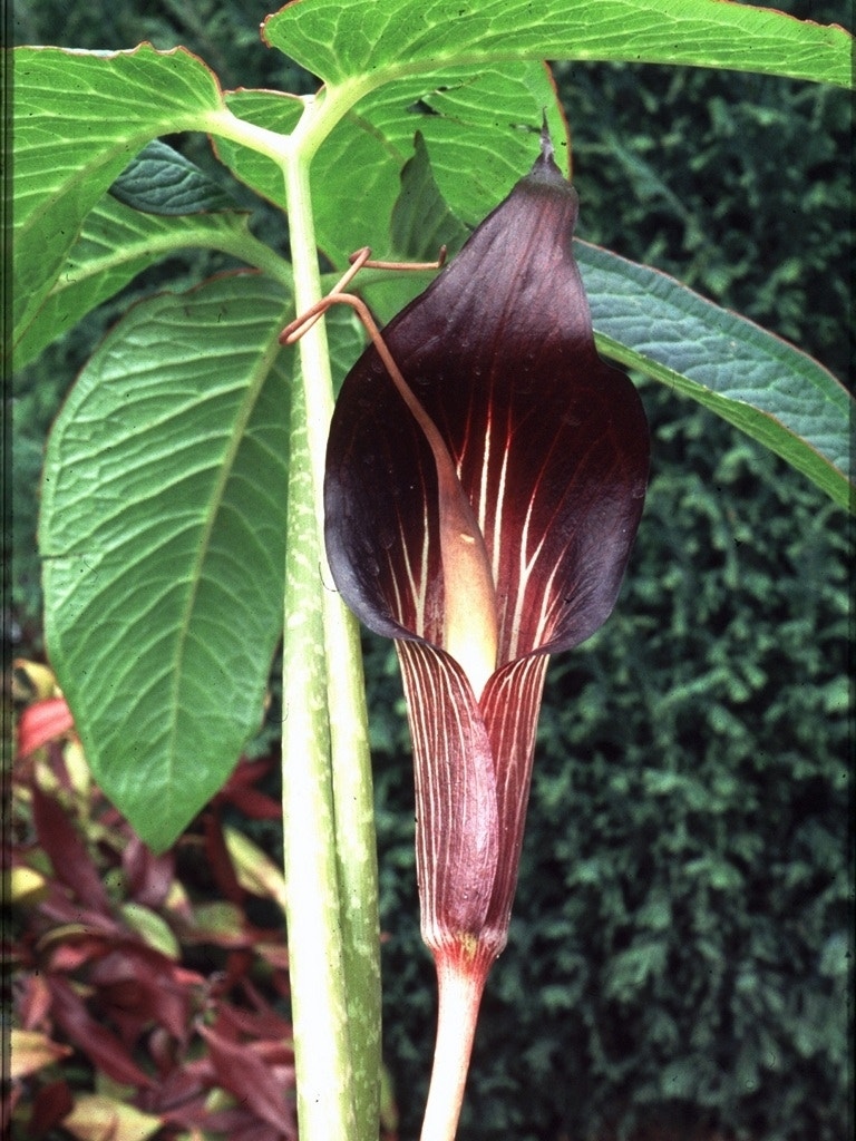 Jan op de preekstoel (Arisaema speciosum)