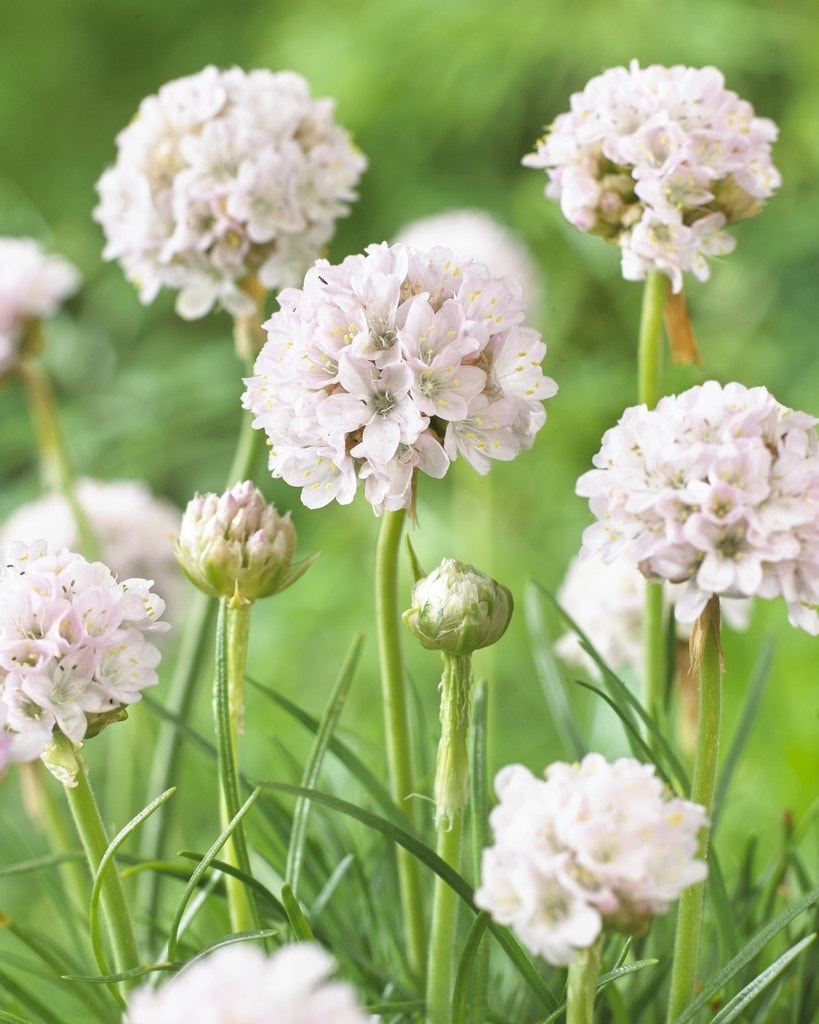 Engels gras (Armeria maritima 'Alba')