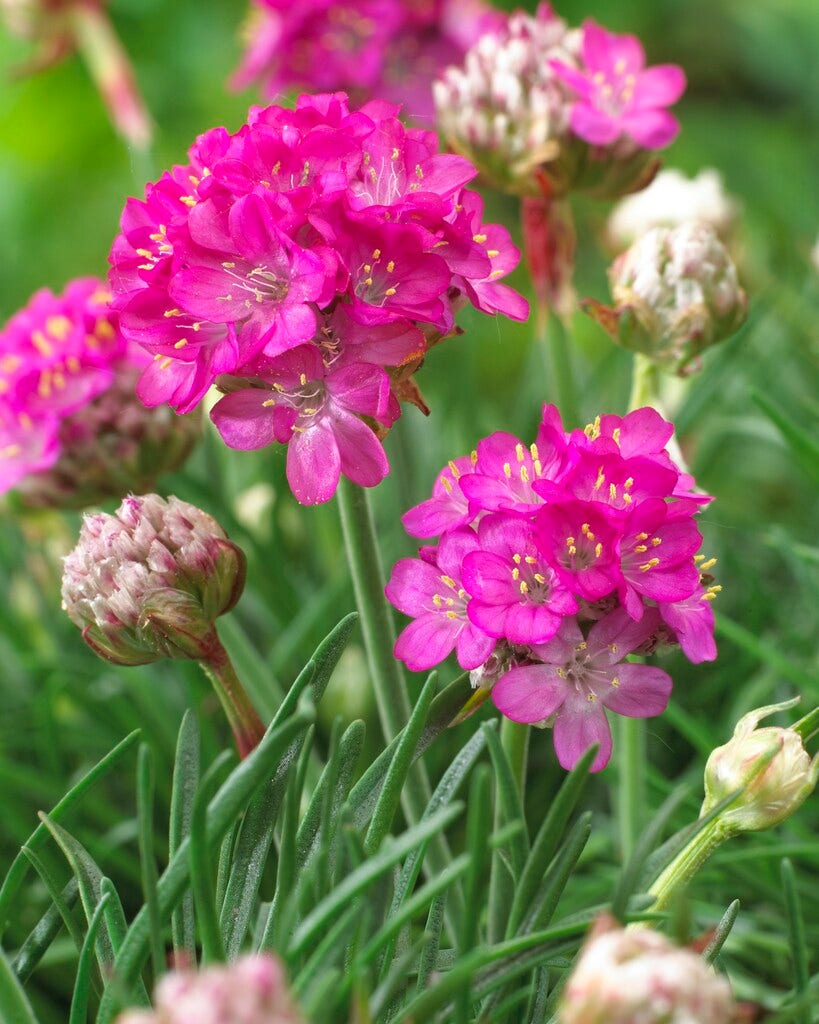 Engels gras (Armeria maritima 'Abbey Deep Rose')