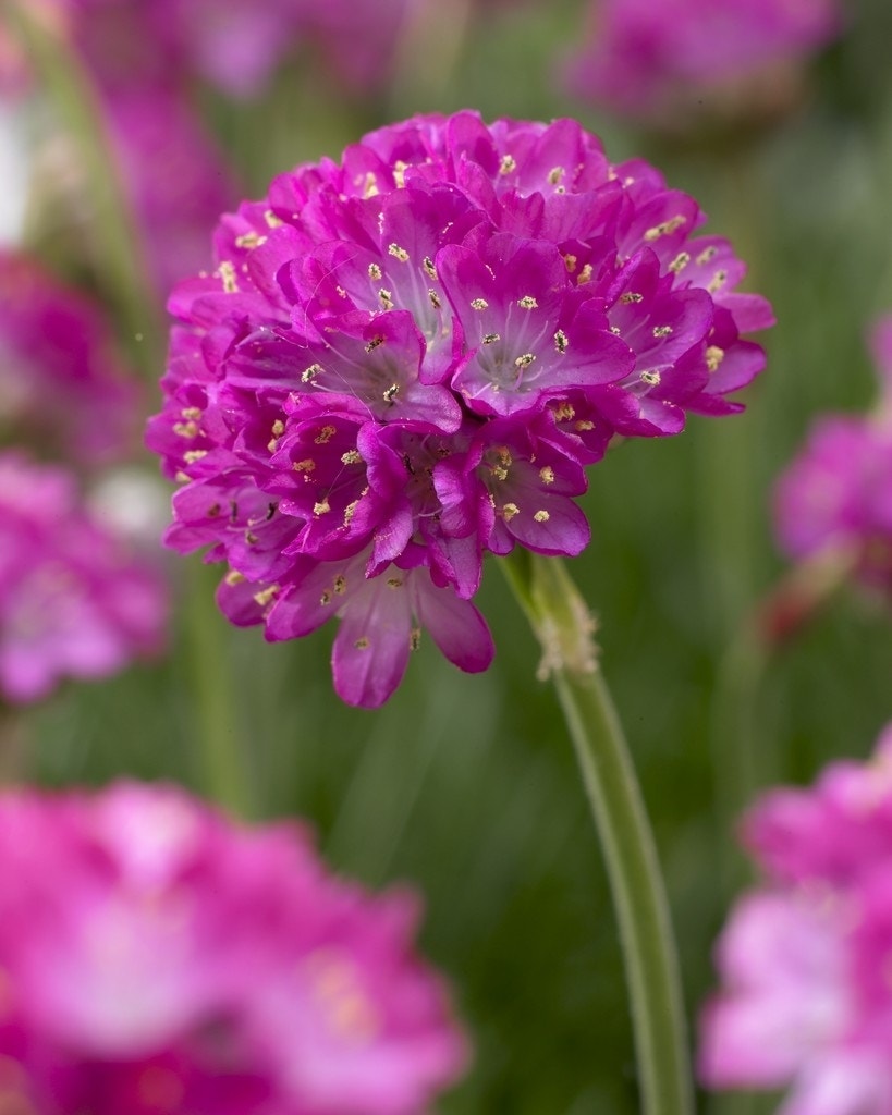 Engels gras (Armeria maritima 'Splendens')