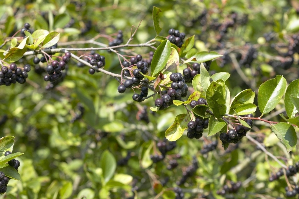 Appelbes (Aronia prunifolia 'Viking')