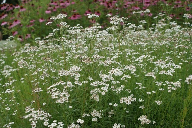 Citroenkruid (Artemisia abrotanum)