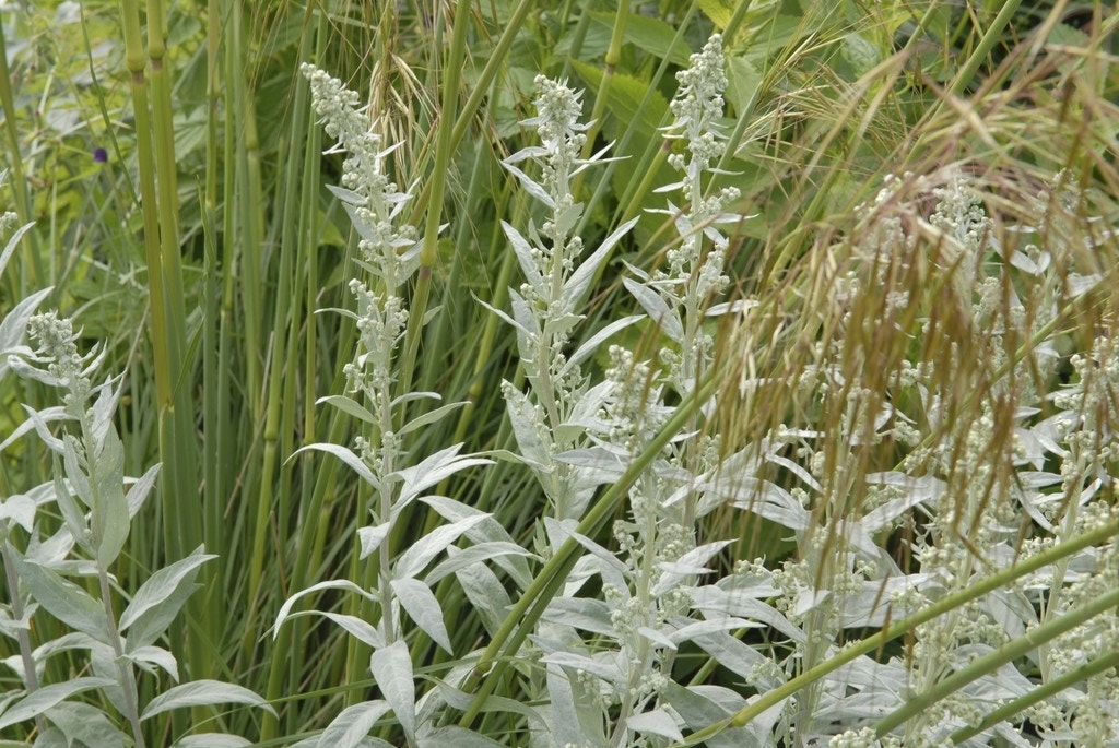 Bijvoet (Artemisia ludoviciana 'Silver Queen')