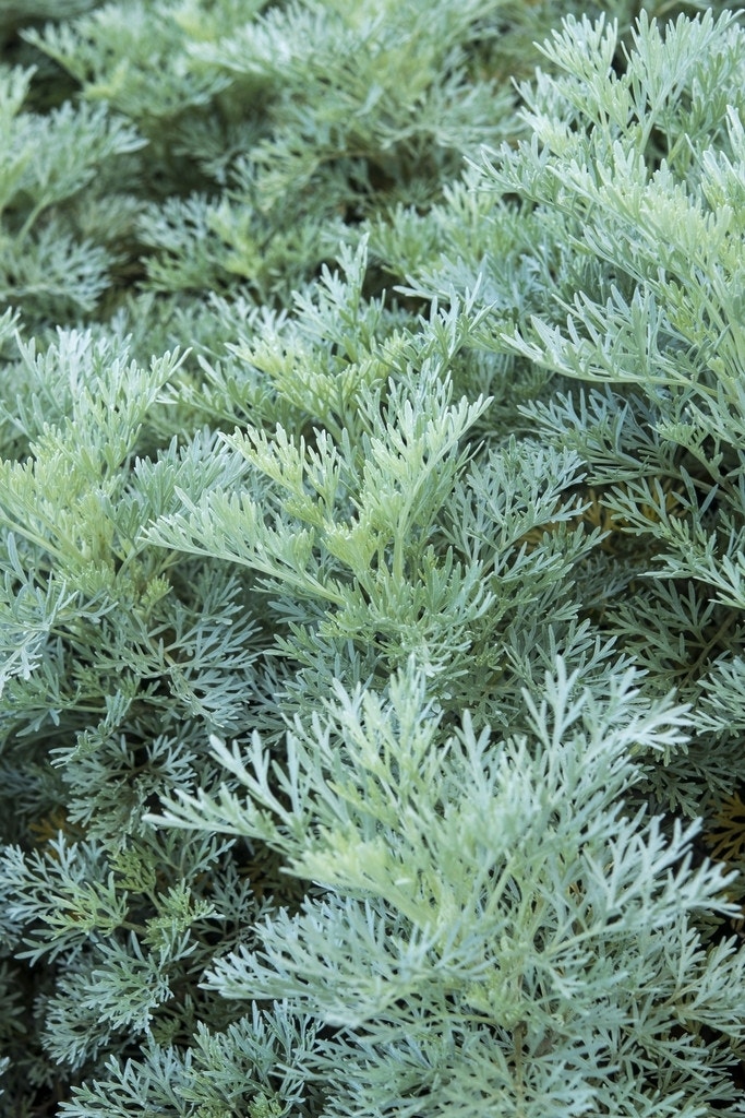 Alsem (Artemisia  'Powis Castle')