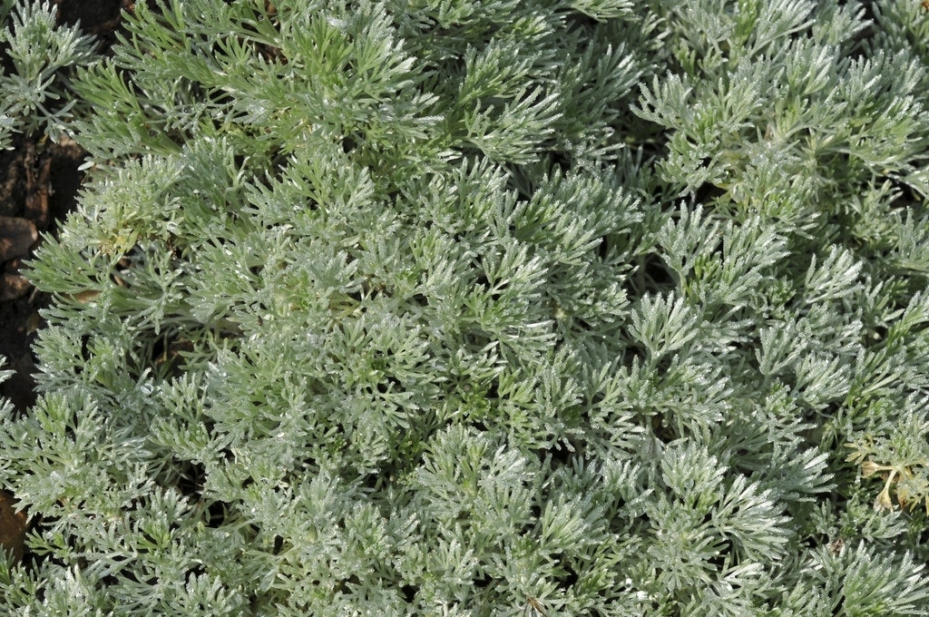 Bijvoet (Artemisia schmidtiana 'Nana')