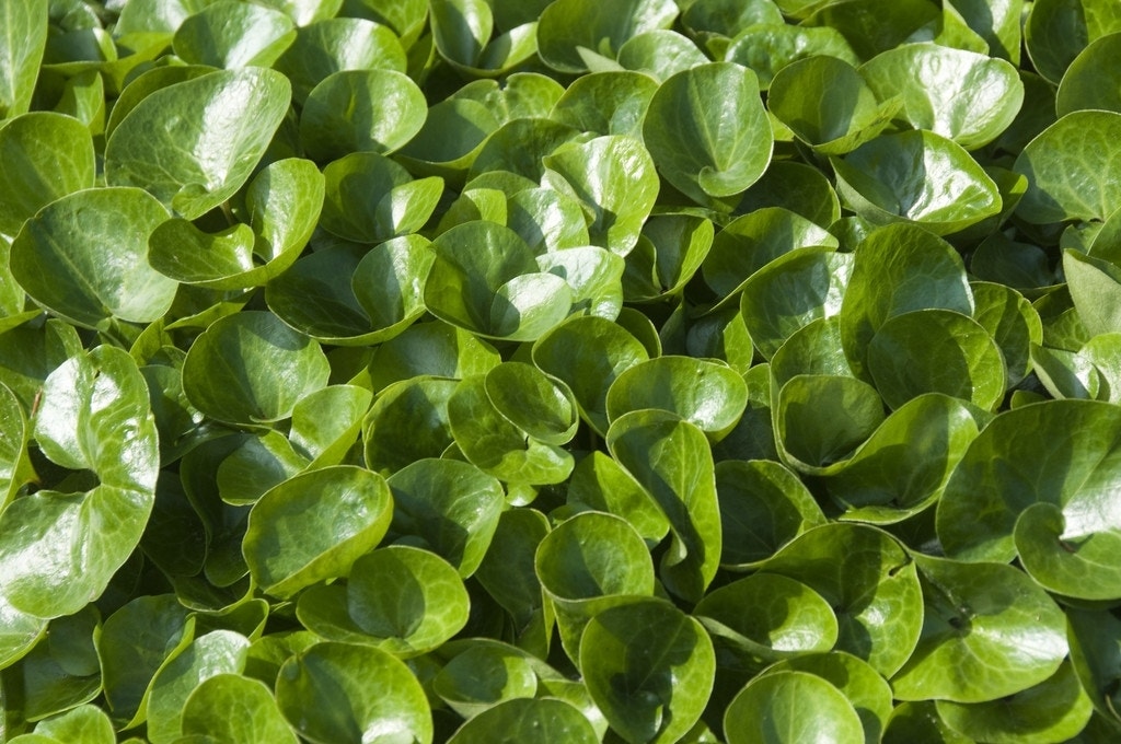 Mansoor (Asarum europaeum)