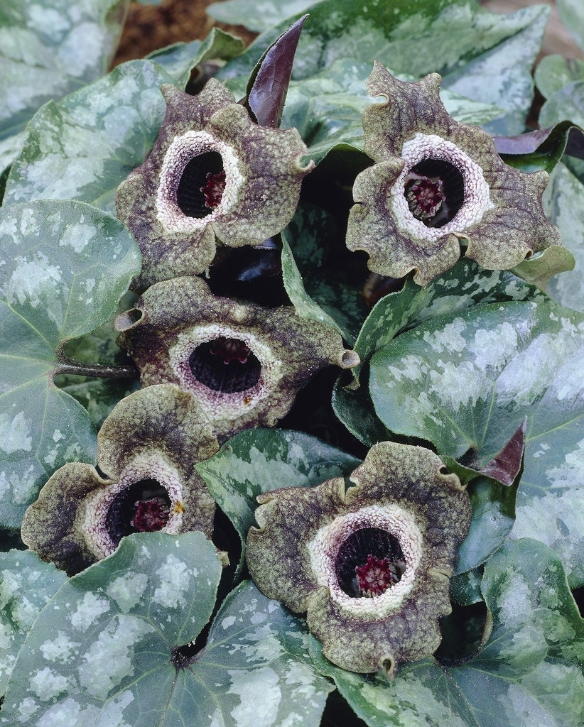 Mansoor (Asarum splendens)