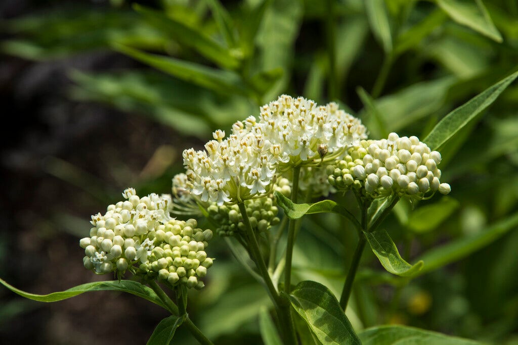 Zijdeplant (Asclepias incana 'Ice Ballet')