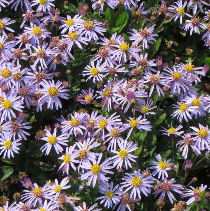 Aster (Aster ageratoides 'Adustus Nanus')