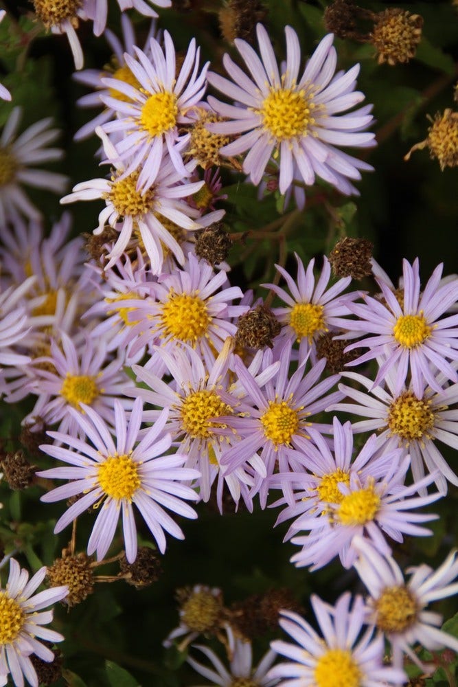 Aster (Aster ageratoides 'Asran')