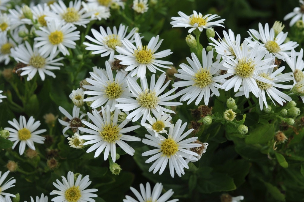 Aster (Aster ageratoides 'Starshine')