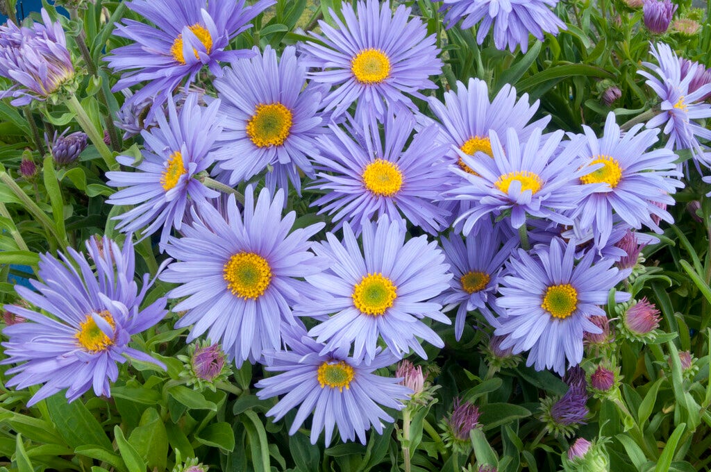 Aster (Aster alpinus 'Goliath')