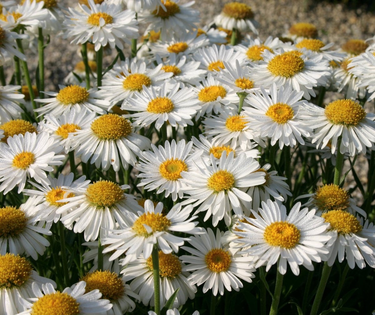 Aster (Aster alpinus 'White')