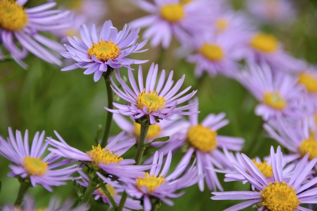 Alpen aster (Aster alpinus)