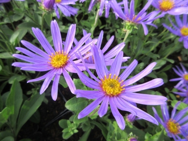 Aster (Aster amellus 'Blue king')