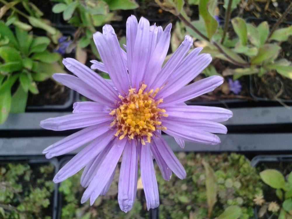 Zomer aster (Aster amellus 'Rudolf Goethe')