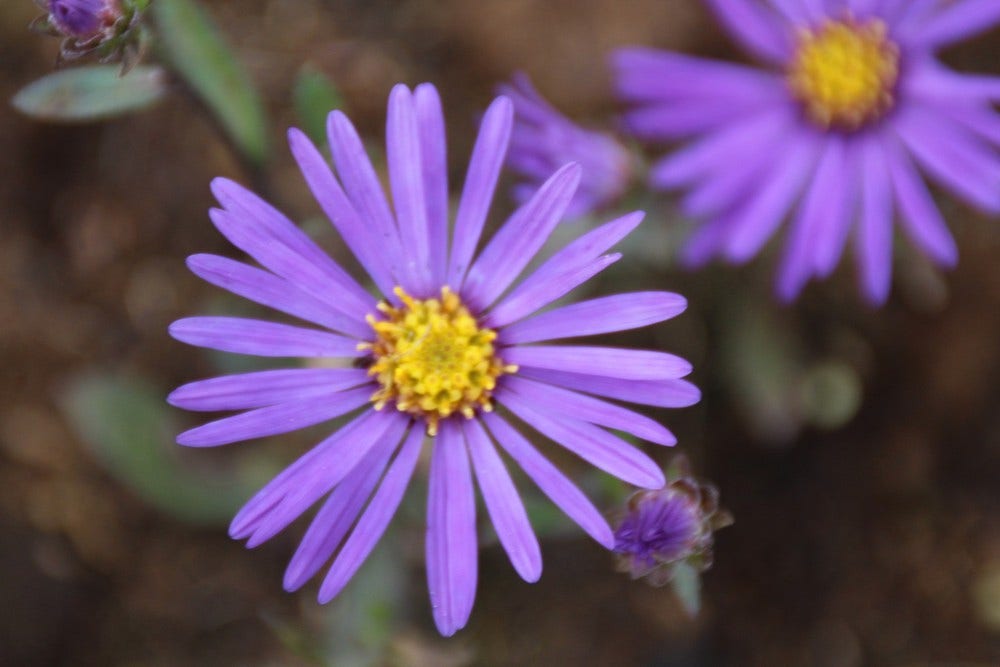 Aster (Aster amellus 'Veilchenkonigin')