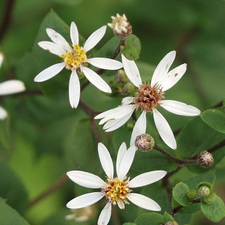 Aster (Aster divaricatus 'Tradescant')