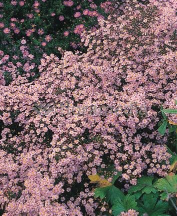 Aster (Aster ericoides 'Pink Cloud')