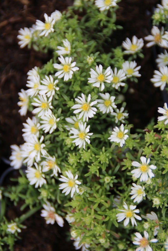 Aster (Aster ericoides 'Snowflurry')