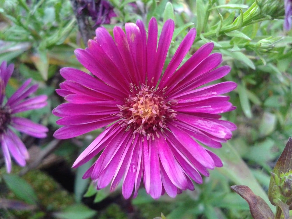 Aster (Aster 'Jenny')