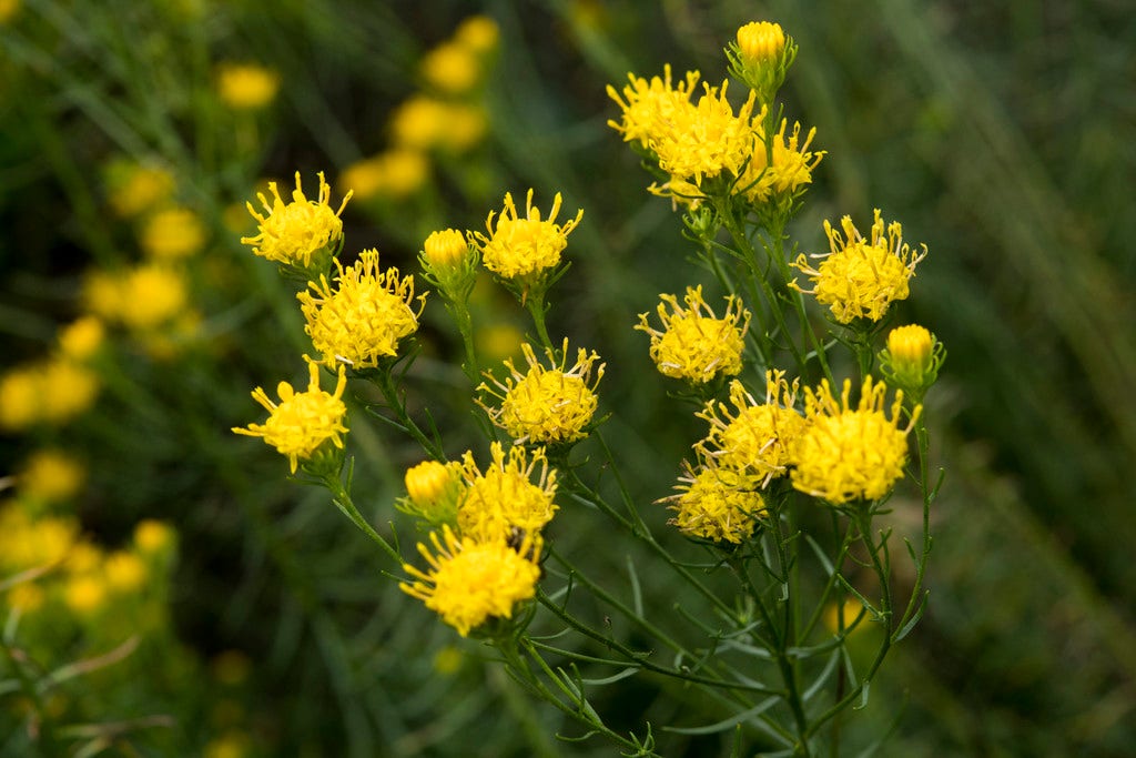 Aster (Aster linosyris)