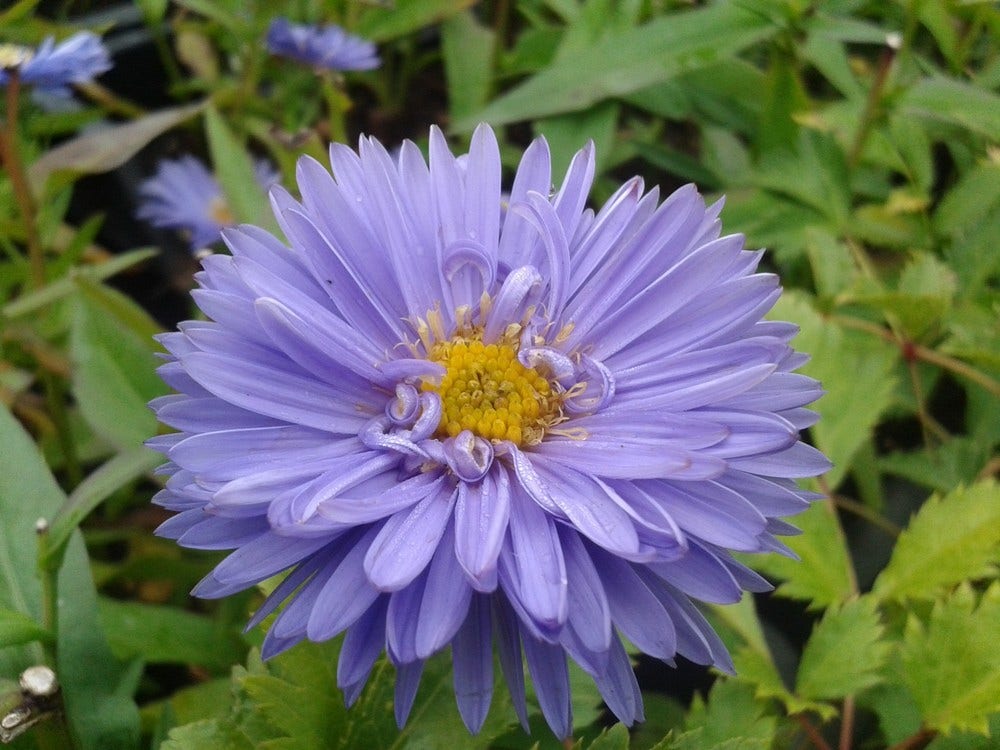 Aster (Aster novi-belgii 'Marie Ballard')