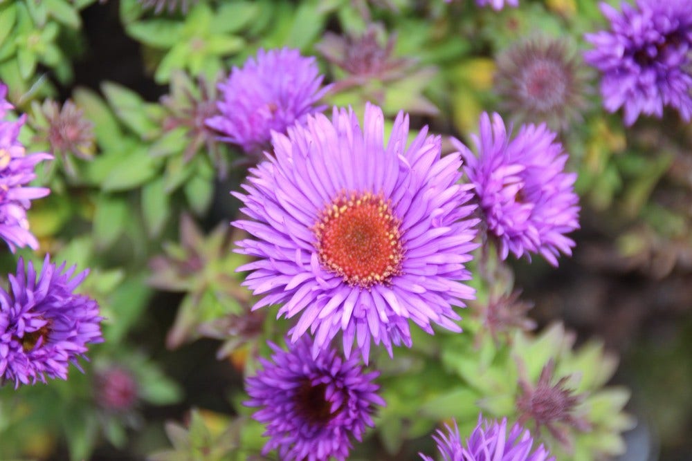 Aster (Aster novi-angliae 'Purple Dome')