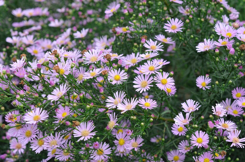 Aster (Aster 'Pink Star')