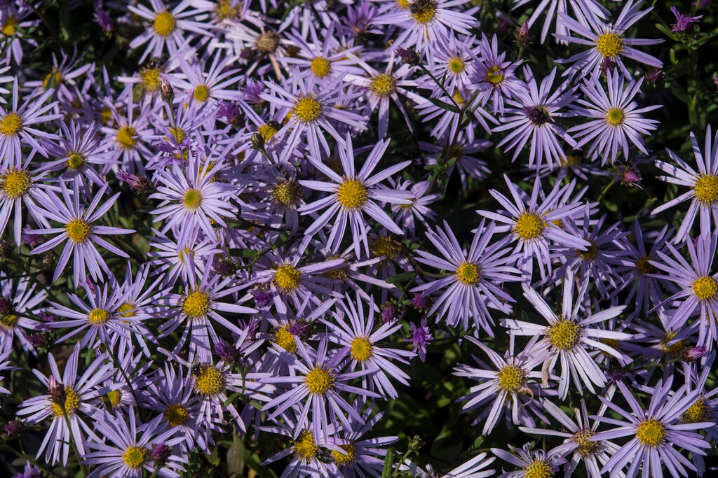 Aster (Aster pyrenaeus 'Lutetia')