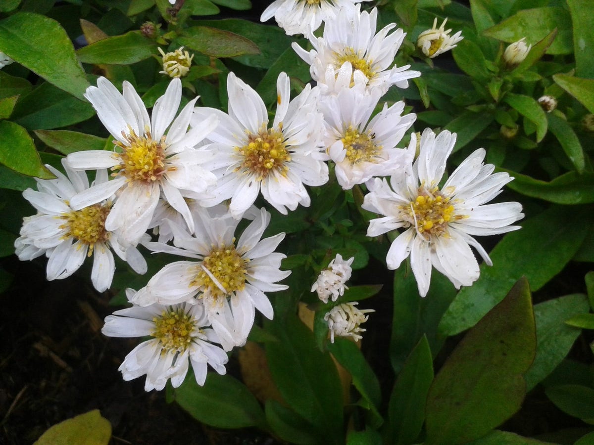 Aster (Aster 'Schneekissen')