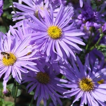 Aster (Aster thomsonii)