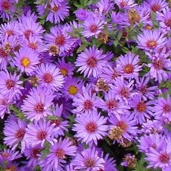 Aster (Aster 'Wood's Purple')