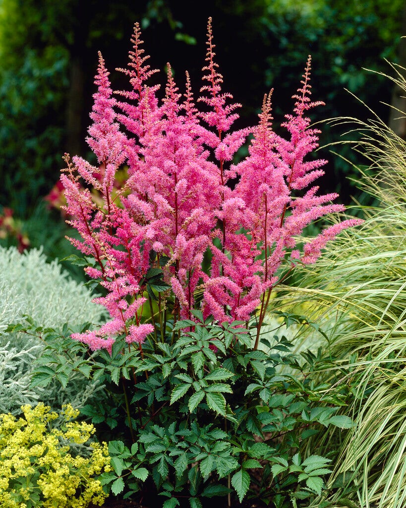 Spirea (Astilbe 'Amethyst')