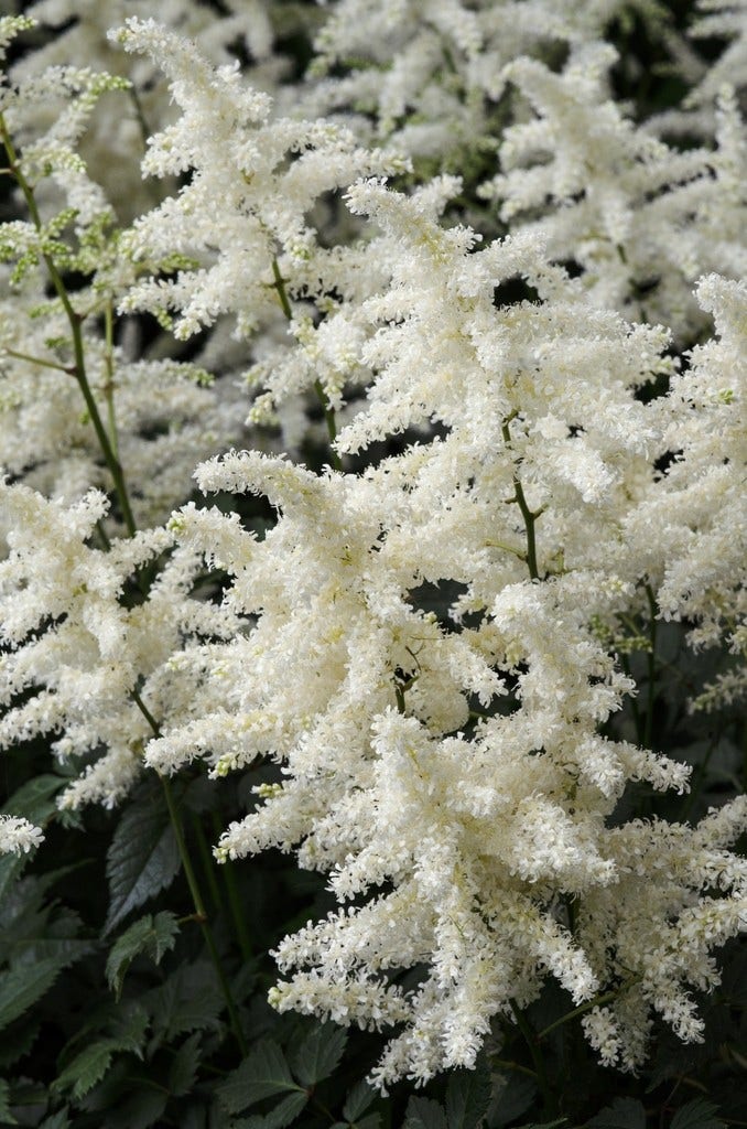 Spirea (Astilbe 'Brautschleier')