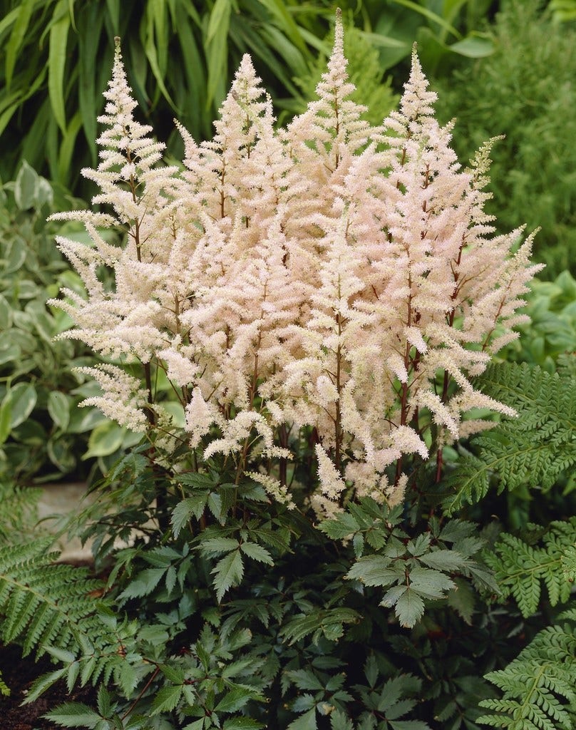 Spirea (Astilbe bumalda)